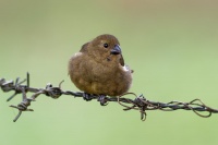 Knezik promenlivy - Sporophila corvina - Black (Variable) Seedeater o2167